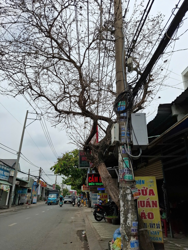 Cây chết khô- Ảnh 1. Cây chết khô- Ảnh 1.