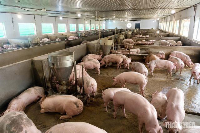 Lùi về mức 60.000 đồng/kg- Ảnh 1.