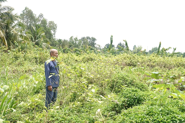 Biến ruộng l&uacute;a th&agrave;nh vườn thuốc nam từ thiện - Ảnh 1.
