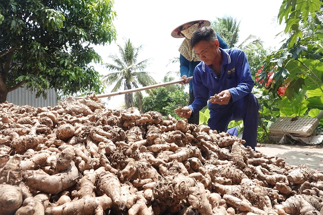 Biến ruộng l&uacute;a th&agrave;nh vườn thuốc nam từ thiện - Ảnh 2.
