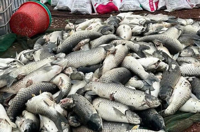 C&aacute; b&egrave; tr&ecirc;n hồ Trị An bất ngờ chết h&agrave;ng loạt - Ảnh 2.