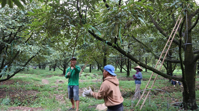 Thợ 'gõ' sầu riêng - Ảnh 8.