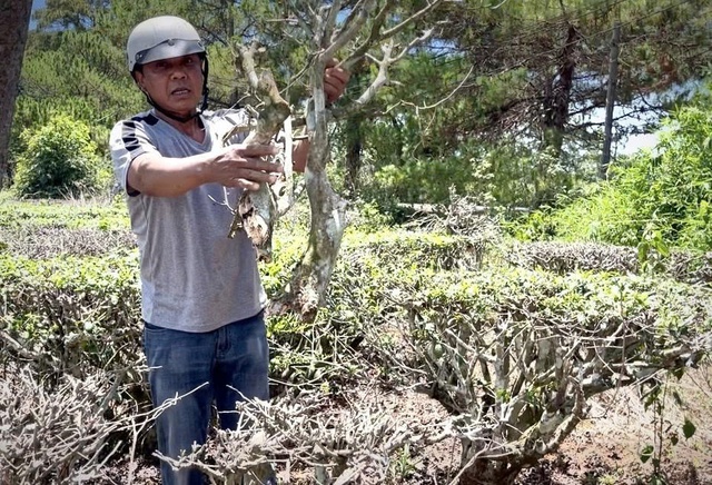 Thu không đủ trả tiền công, làm sao giữ vùng chè Biển Hồ? - Ảnh 3.