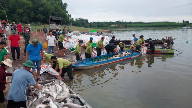 C&aacute; b&egrave; tr&ecirc;n hồ Trị An bất ngờ chết h&agrave;ng loạt - Ảnh 1.