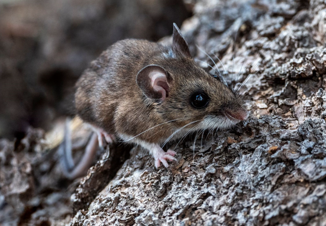 What is the hantavirus that killed three cruise ship passengers? - Ảnh 1.