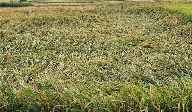 H&agrave; Tĩnh: Gần 5.900 ha l&uacute;a xu&acirc;n bị 'quật ng&atilde;' sau đ&ecirc;m d&ocirc;ng lốc, mưa đ&aacute; - Ảnh 1.