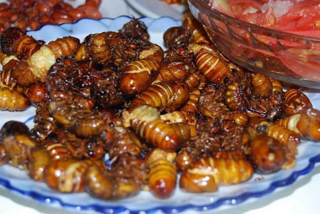 Bắt ve sầu ăn, nhiều người d&acirc;n miền n&uacute;i nhập viện do ngộ độc - Ảnh 2.