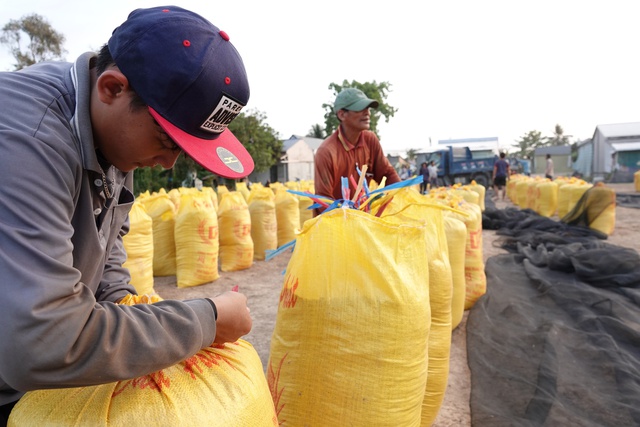 Gi&aacute; gạo Việt Nam tăng mạnh, Philippines lại t&igrave;m c&aacute;ch hạn chế nhập - Ảnh 1.