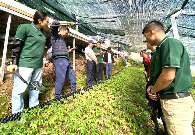200 tỉ đồng 'bắt tay' đầu tư phát triển vùng trồng sâm Ngọc Linh - Ảnh 1.
