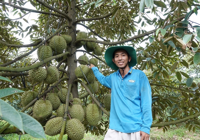 Sầu riêng Việt mở thêm những cánh cửa mới- Ảnh 1. Sầu riêng Việt mở thêm những cánh cửa mới- Ảnh 1.