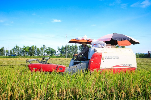 Công an Hưng Yên cảnh báo nạn bảo kê gặt lúa- Ảnh 1. Công an Hưng Yên cảnh báo nạn bảo kê gặt lúa- Ảnh 1.