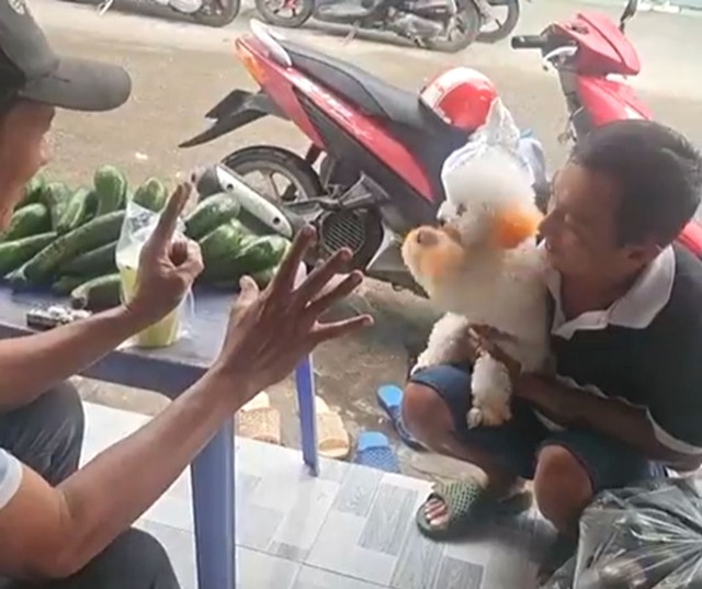 Chó thông minh tên Bé Dâu biết làm toán hút triệu view ở Cà Mau - Ảnh 1.