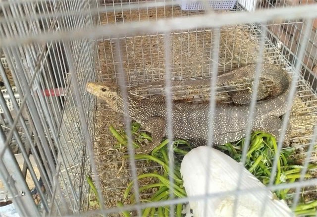 Hy hữu bắt quả tang động vật hoang dã quý hiếm lẻn vào nhà dân trộm gà - Ảnh 1.