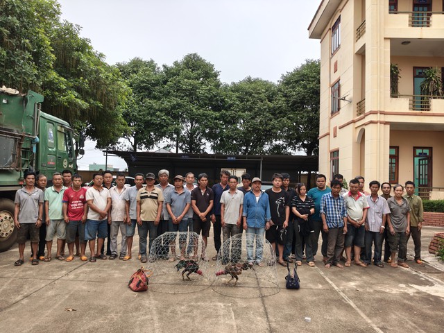 Bắt một trường gà lớn ở Gia Lai - Ảnh 1.