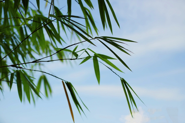 Điều em chưa nói về Đà Lạt - Ảnh 3.