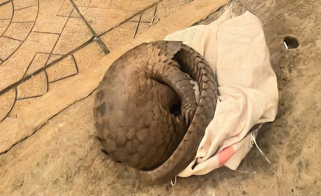 Thấy 'Sách Đỏ Việt Nam' trong vườn, người dân mang giao nộp - Ảnh 1.