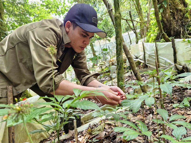 'Canh' quốc bảo trên đỉnh Ngọc Linh- Ảnh 3. 'Canh' quốc bảo trên đỉnh Ngọc Linh- Ảnh 3.