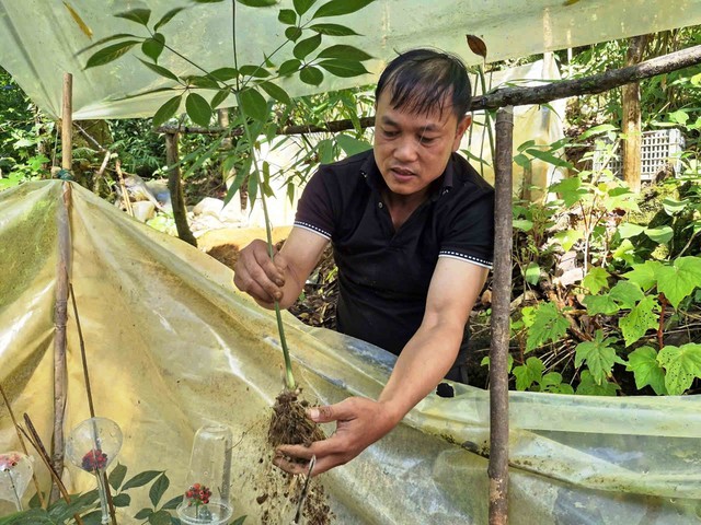 'Canh' quốc bảo trên đỉnh Ngọc Linh- Ảnh 2. 'Canh' quốc bảo trên đỉnh Ngọc Linh- Ảnh 2.