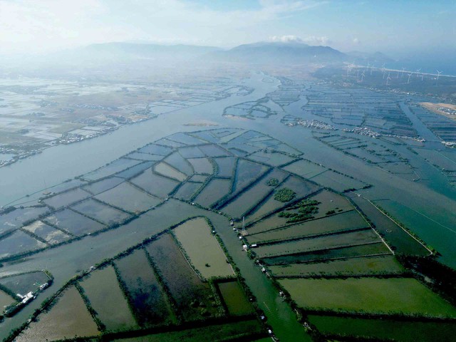 Hồi sinh 'l&aacute; phổi xanh' giữa đầm Thị Nại- Ảnh 1.