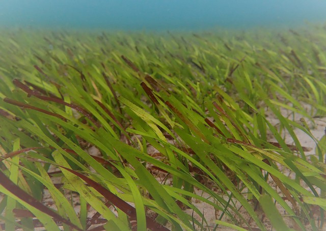 'Kho báu' carbon dưới biển Cù Lao Chàm- Ảnh 3.