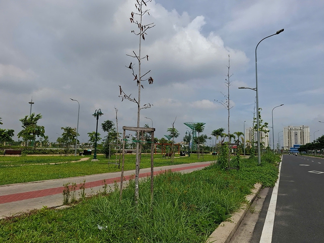 Nguy cơ từ những hàng cây 'chết đứng'- Ảnh 1. Nguy cơ từ những hàng cây 'chết đứng'- Ảnh 1.