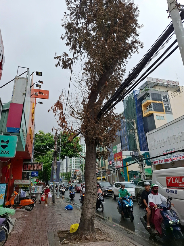 Nguy cơ từ những hàng cây 'chết đứng'- Ảnh 3. Nguy cơ từ những hàng cây 'chết đứng'- Ảnh 3.