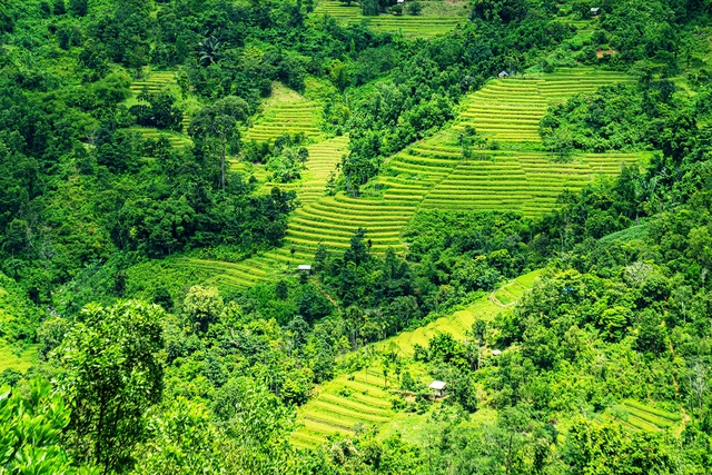 Trà Đốc - nơi giữ hồn đại ngàn phía tây Đà Nẵng - Ảnh 1.
