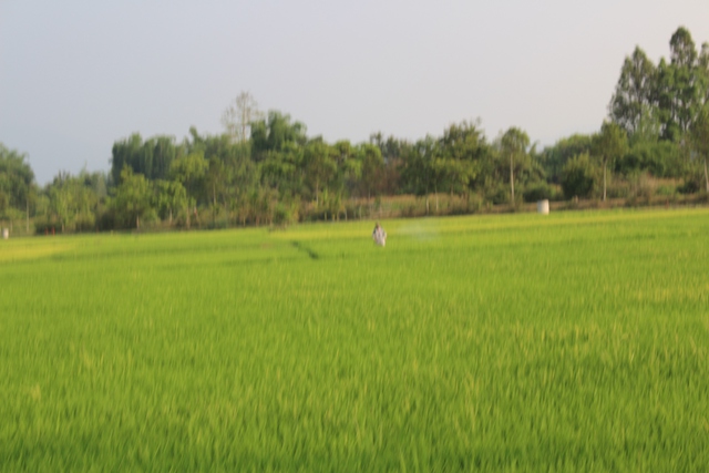 Hồ Lắk - 't&uacute;i c&aacute;' T&acirc;y nguy&ecirc;n đang 'ngạt thở'- Ảnh 4.