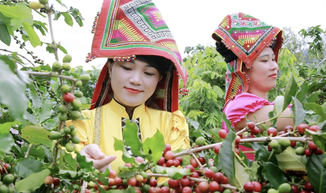 Sứ giả đưa cà phê arabica Sơn La sang Bỉ tranh tài World Brewers Cup 2026- Ảnh 2. Sứ giả đưa cà phê arabica Sơn La sang Bỉ tranh tài World Brewers Cup 2026- Ảnh 2.