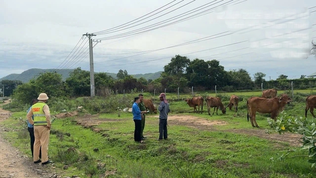 Li&ecirc;n tục ph&aacute;t hiện tr&acirc;u b&ograve;, người đi bộ tr&ecirc;n cao tốc Vĩnh Hảo - Phan Thiết - Ảnh 1.
