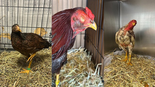 Mỹ liên tiếp triệt phá 2 trường gà lớn, bắt giữ hàng chục người - Ảnh 1.