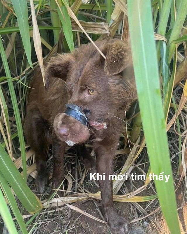 Con chó bị quấn băng keo kín mõm, hồi sinh mạnh mẽ sau khi được giải cứu - Ảnh 1.