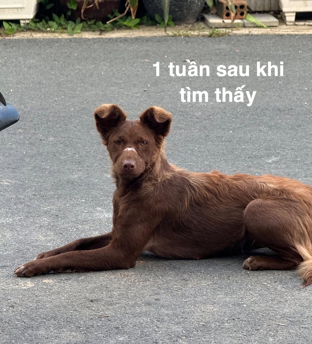 Con chó bị quấn băng keo kín mõm, hồi sinh mạnh mẽ sau khi được giải cứu - Ảnh 2.