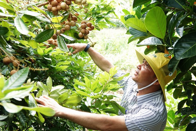Giống nh&atilde;n lạ ở miền T&acirc;y: Tr&aacute;i c&ograve;n xanh vẫn ngọt, kh&aacute;ch ăn thử đều bất ngờ - Ảnh 1.