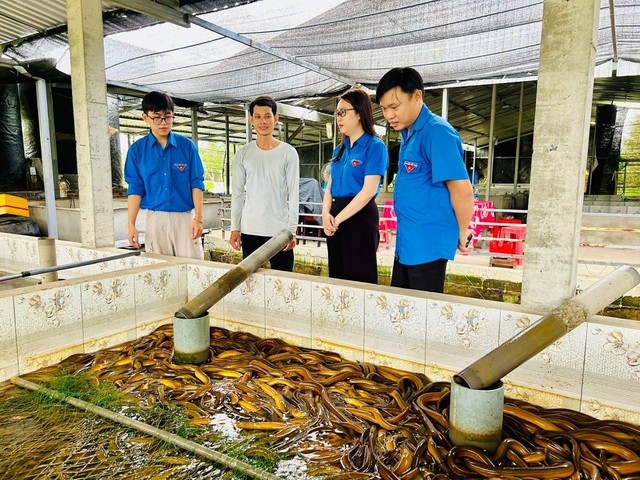 Ch&agrave;ng trai miền T&acirc;y nu&ocirc;i lươn thu l&atilde;i cao nhờ 'b&iacute; quyết' n&agrave;y - Ảnh 2.