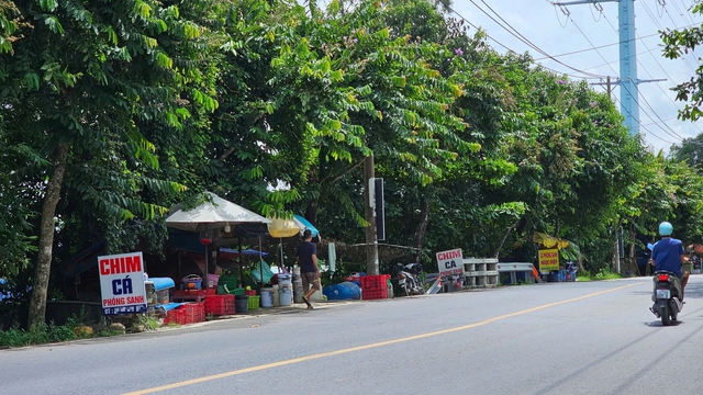 TP.HCM dẹp mua bán chim, cá phóng sinh trái phép: Nơi thoáng đãng, nơi đối phó - Ảnh 1.