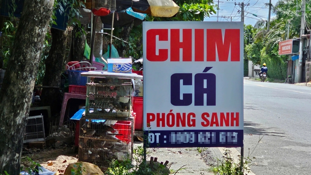 TP.HCM dẹp mua bán chim, cá phóng sinh trái phép: Nơi thoáng đãng, nơi đối phó - Ảnh 2.
