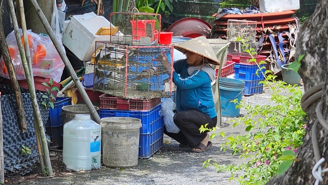 TP.HCM dẹp mua bán chim, cá phóng sinh trái phép: Nơi thoáng đãng, nơi đối phó - Ảnh 5.