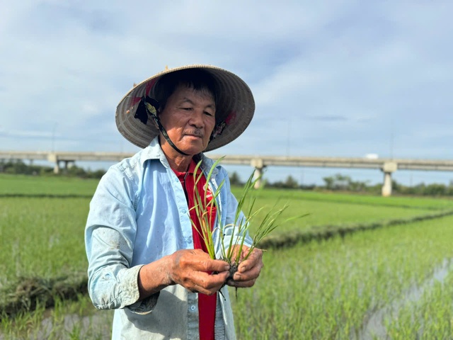 Quảng Ng&atilde;i: Nắng n&oacute;ng, x&acirc;m nhập mặn l&agrave;m l&uacute;a chết h&agrave;ng loạt - Ảnh 2.