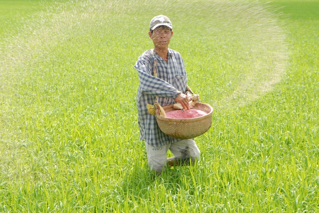 Gi&aacute; ph&acirc;n b&oacute;n tiếp tục tăng cao, nh&agrave; n&ocirc;ng lao đao - Ảnh 1.