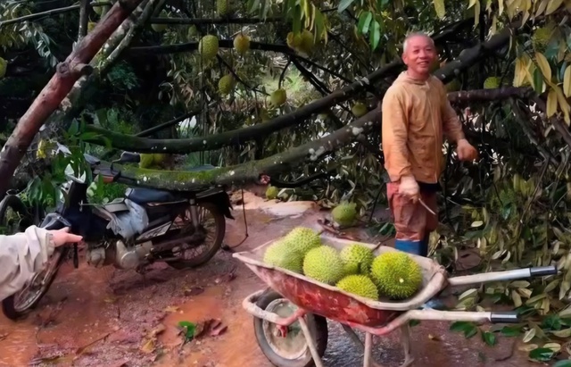 Thủ phủ sầu ri&ecirc;ng L&acirc;m Đồng bị lốc xo&aacute;y t&agrave;n ph&aacute; nặng nề - Ảnh 6.