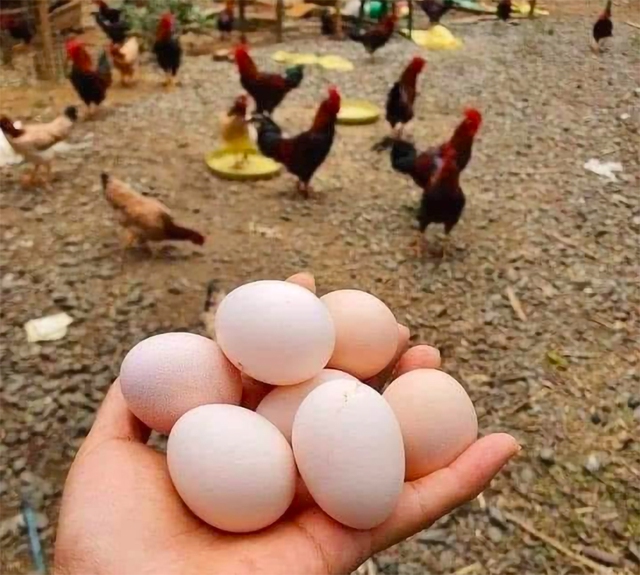 Giá trứng xuống đáy, người chăn nuôi điêu đứng- Ảnh 1. Giá trứng xuống đáy, người chăn nuôi điêu đứng- Ảnh 1.