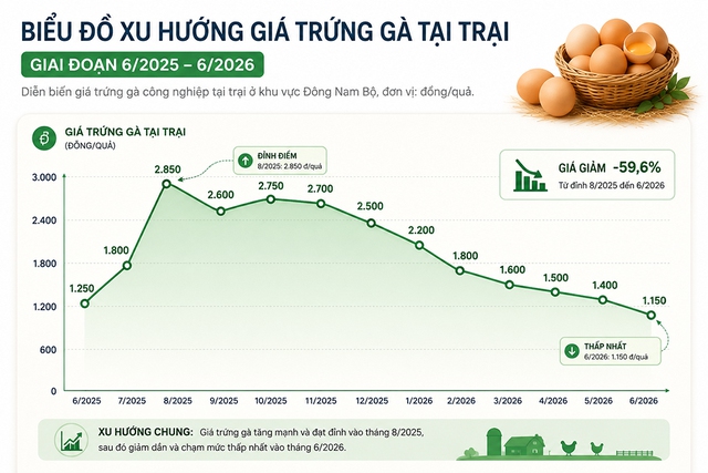 Giá trứng xuống đáy, người chăn nuôi điêu đứng- Ảnh 3. Giá trứng xuống đáy, người chăn nuôi điêu đứng- Ảnh 3.