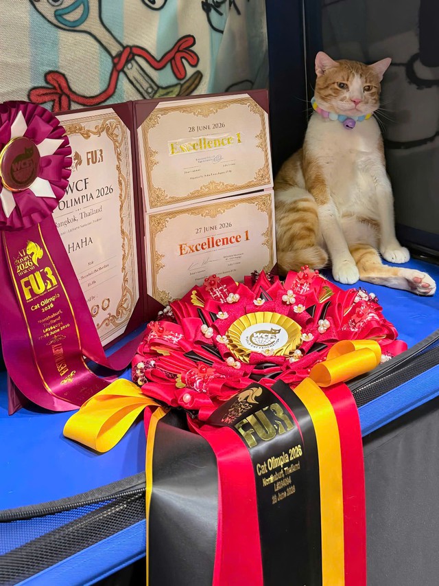 Ch&uacute; m&egrave;o bị bỏ rơi gi&agrave;nh giải nhất trong cuộc thi m&egrave;o thế giới - Ảnh 1.