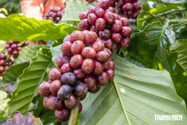 Giá cà phê nội địa tăng nhanh hơn thế giới - Ảnh 1.