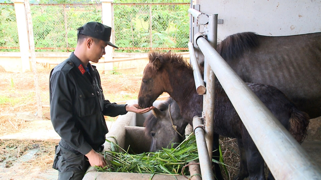 Chuyện chưa kể về những chiến mã đặc biệt trong Đoàn CSCĐ Kỵ binh- Ảnh 6.
