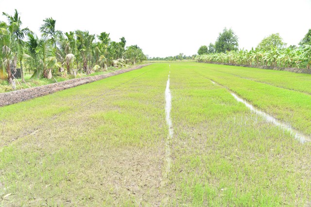 Lãnh đạo tỉnh Đồng Tháp chỉ đạo làm rõ nguyên nhân rau màu chết bất thường - Ảnh 7.