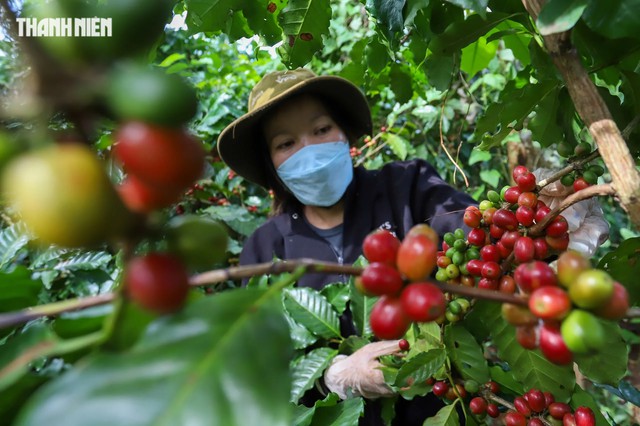 Gi&aacute; c&agrave; ph&ecirc; Việt Nam cao hơn thế giới 50 USD/tấn, v&igrave; sao?- Ảnh 1.