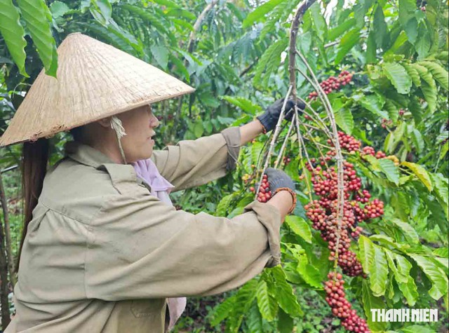 Nông sản xanh VN bắt đầu thu giá trị “vàng” - Ảnh 1.
