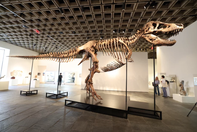 Want to own a real T. rex? It could cost you $30 million - Ảnh 1.